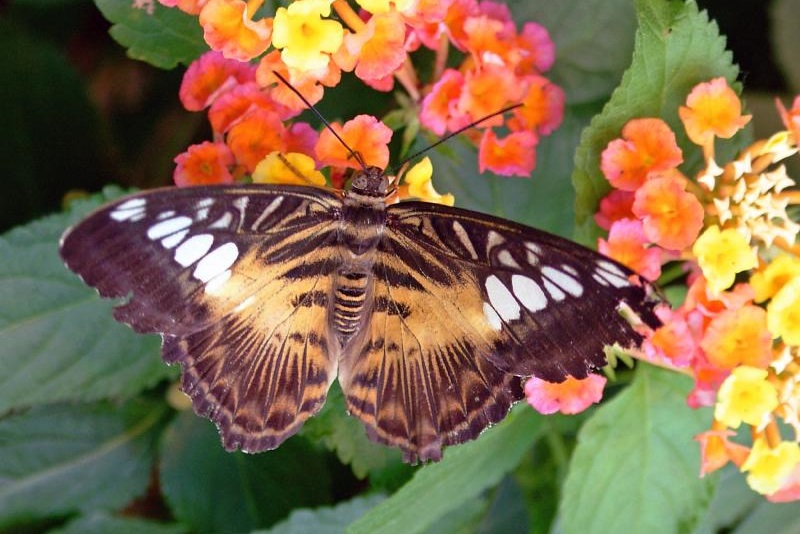 Victoria-Butterfly-Gardens.jpg